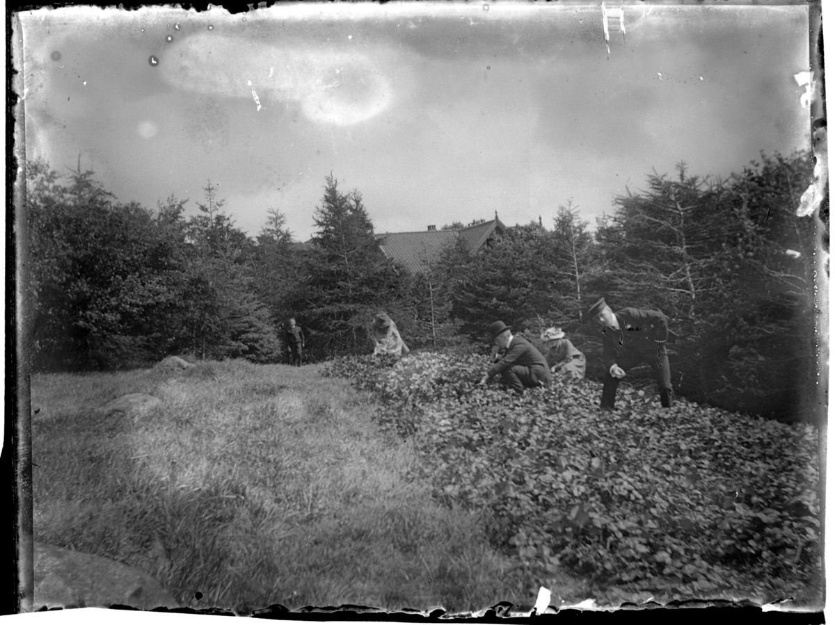 To kvinner og tre menn i åker på Farøy. Antagelig fotografert 1900-03.