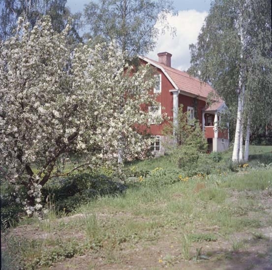 Lärarbostaden (Billows) i Växbo. Högst upp i en sluttning med gräs, rabatter och blommande fruktträd ligger ett boningshus med brutet tak och förstukvist.