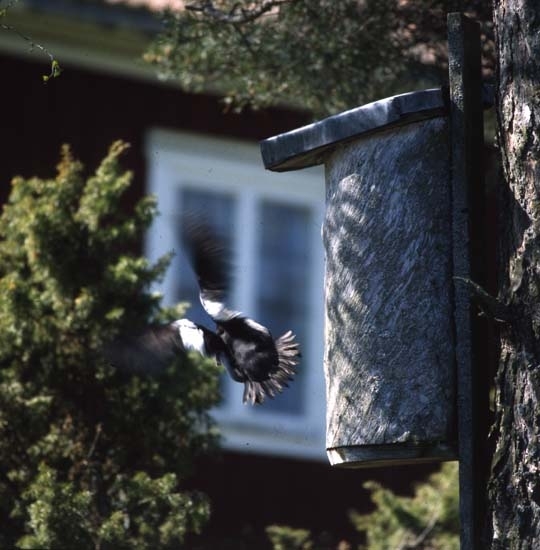 En knipa flyger in mot holken i ett träd, maj 2001. Alldeles utanför finns en enbuske.