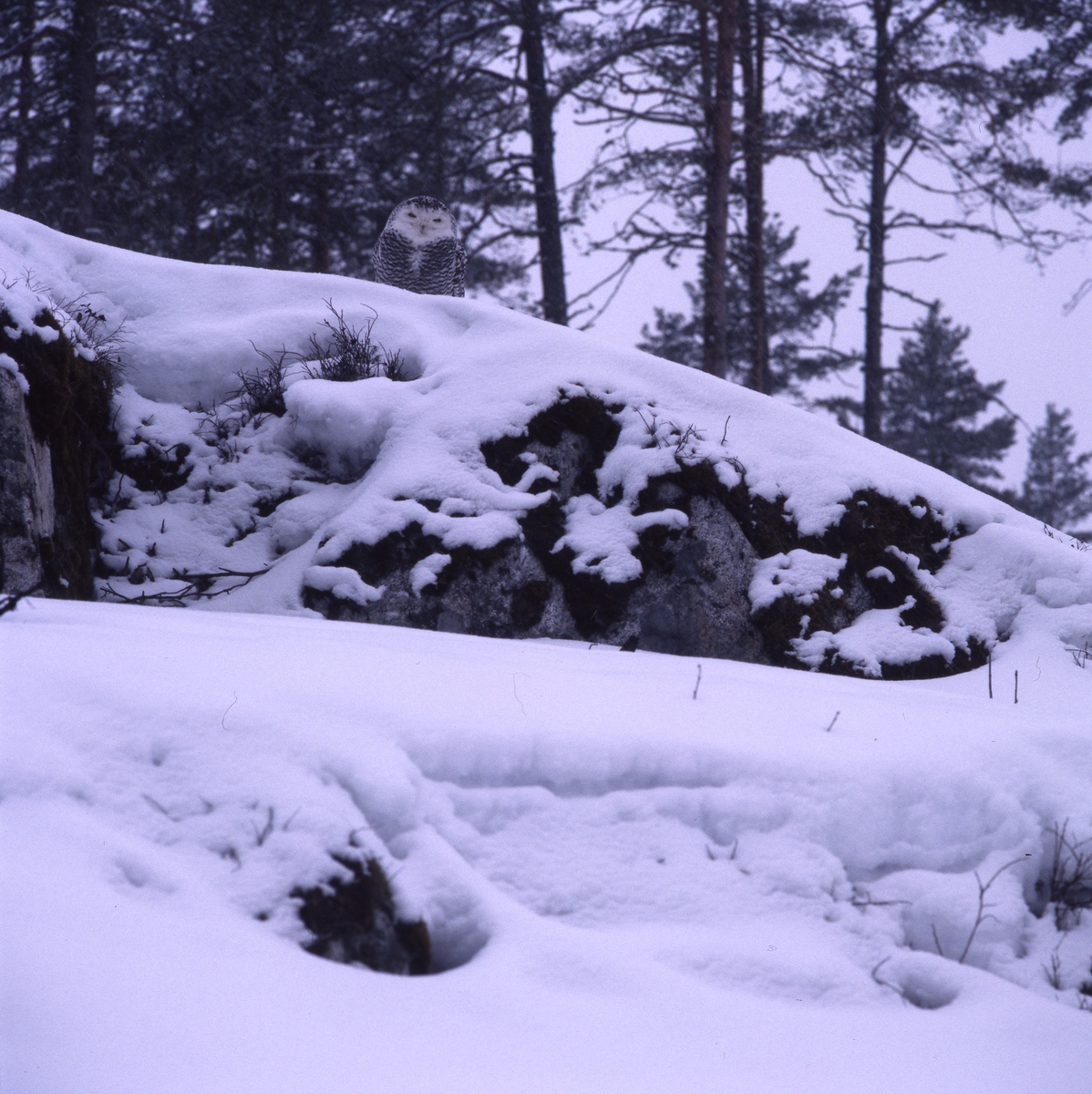 En fjälluggla sitter på snöig berghäll i skogen i Norrbyn, Söderala.