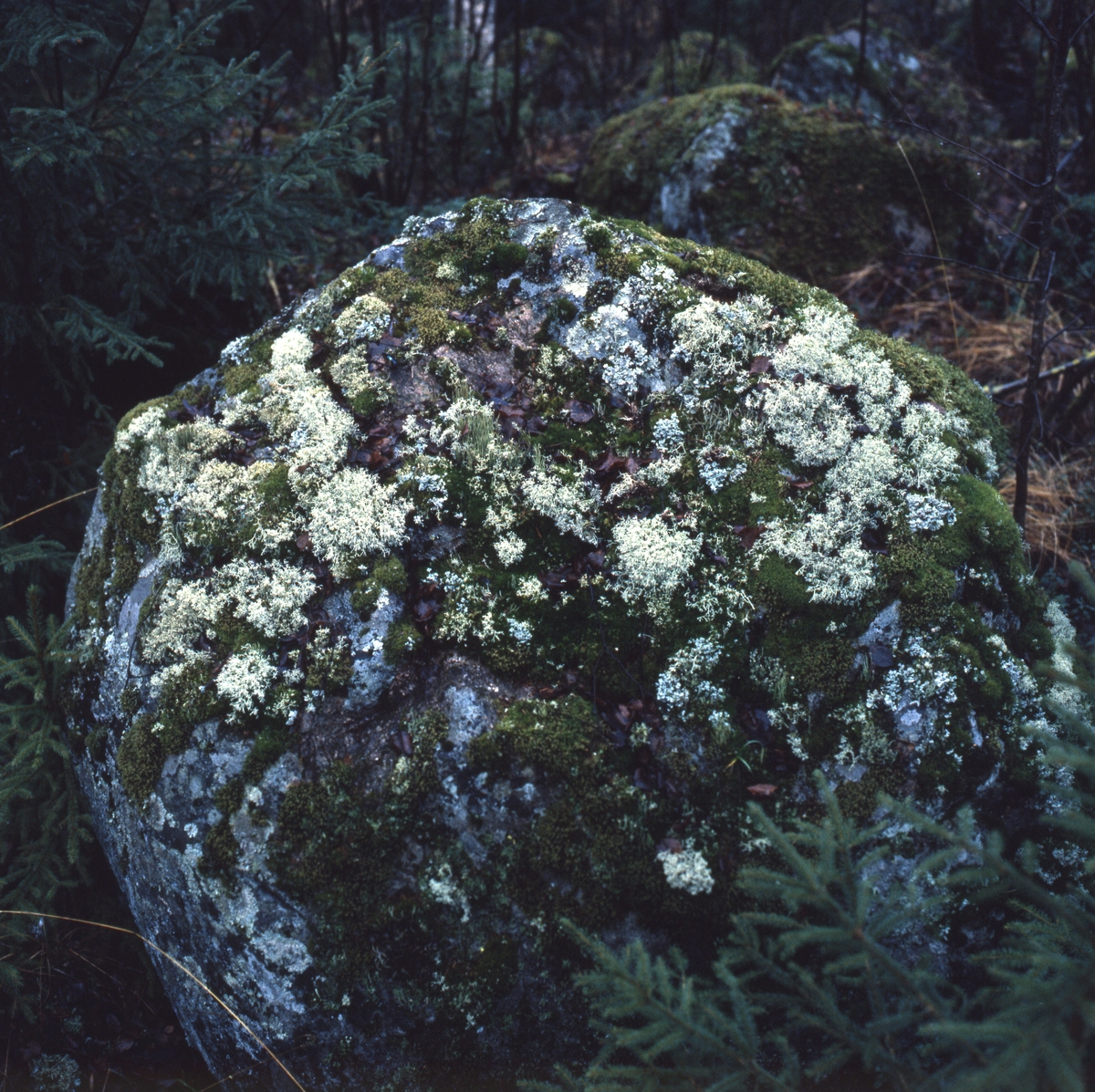 Mosstenar senhöst i Undersvik november 1986.