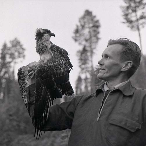 Hilding håller upp en ung fiskgjuse, Segersta 29 juli 1958.