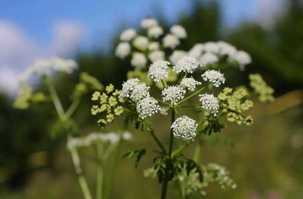 Giftkjeksen har små klaser med bittesmå hvite blomster som vokser som en parasoll øverst på stilken.