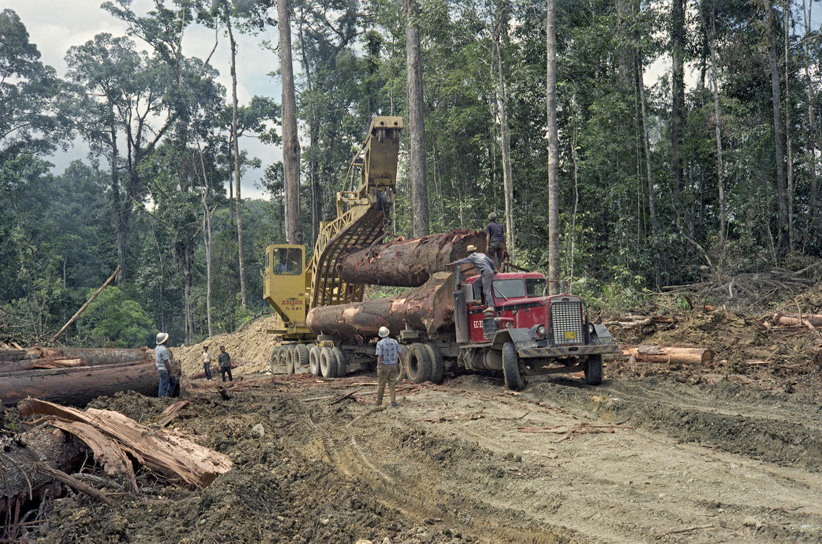 Bilde er av tropisk skogbruk ved Davao på øya Mindanao på Filipinene i 1968 (Foto/Photo)