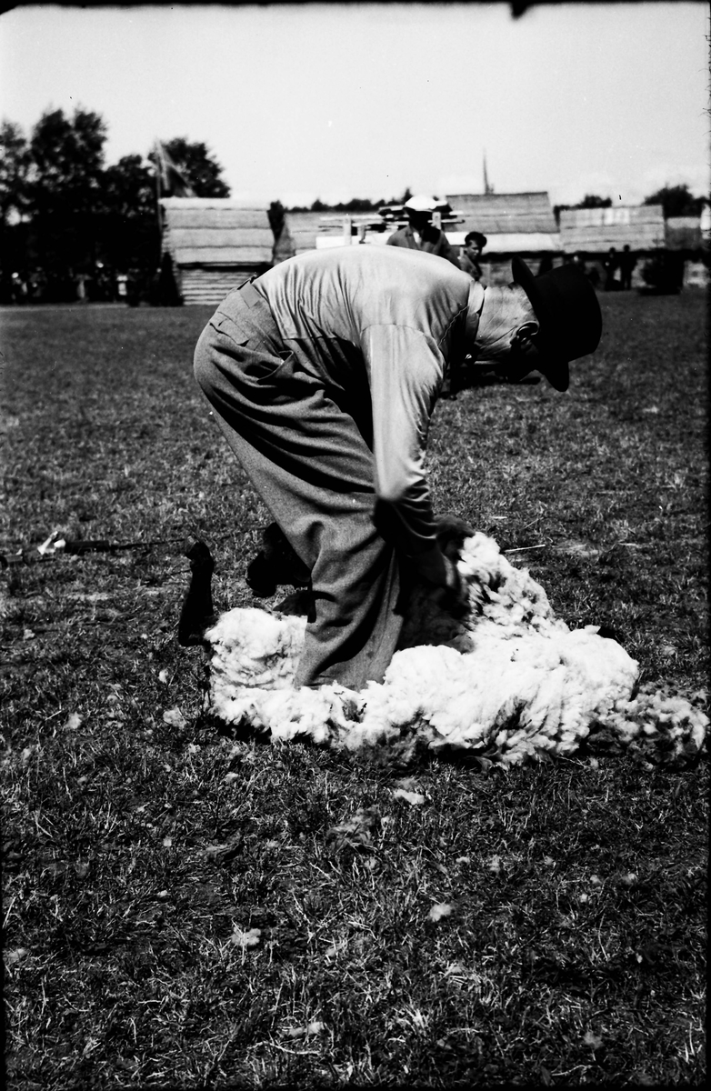 Fårklippning. En man står böjd över fåret och klipper det på ett fält med bodar, flaggor och folk i bakgrunden.