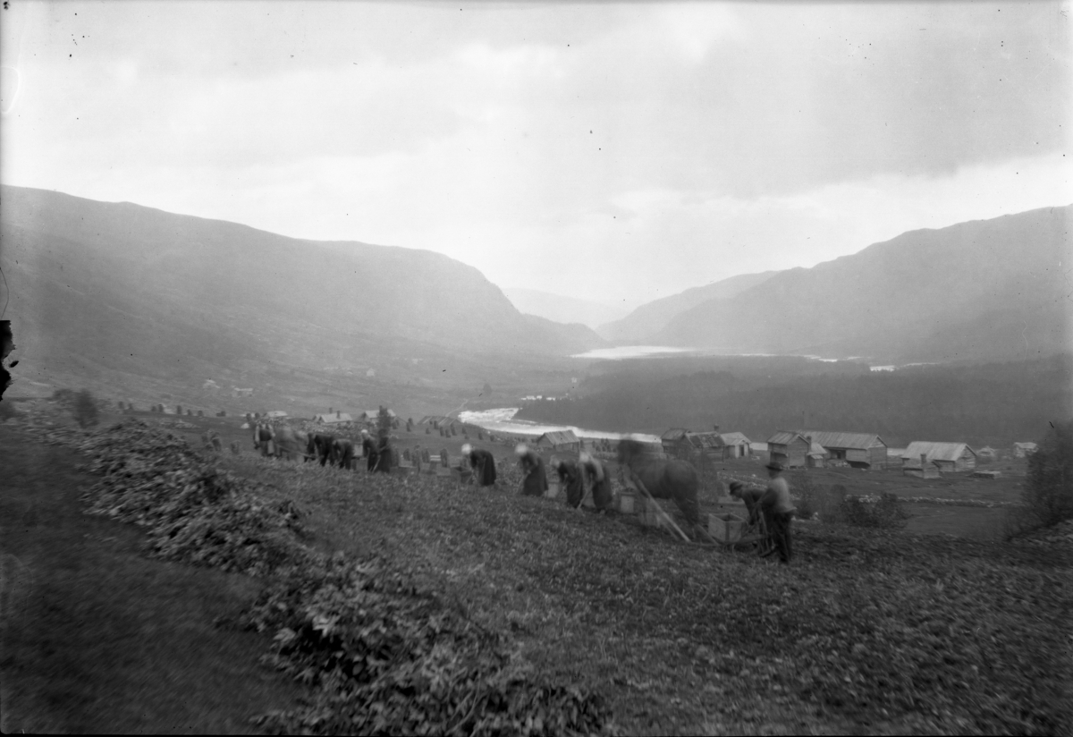 Rikard Berges fotoarkiv. Parti fra Hove, Hol i Hallingdal. Fotografert 1908.