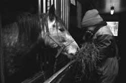 Unge gir høy til en hest i terapistallen til Blåbærhaugen fy