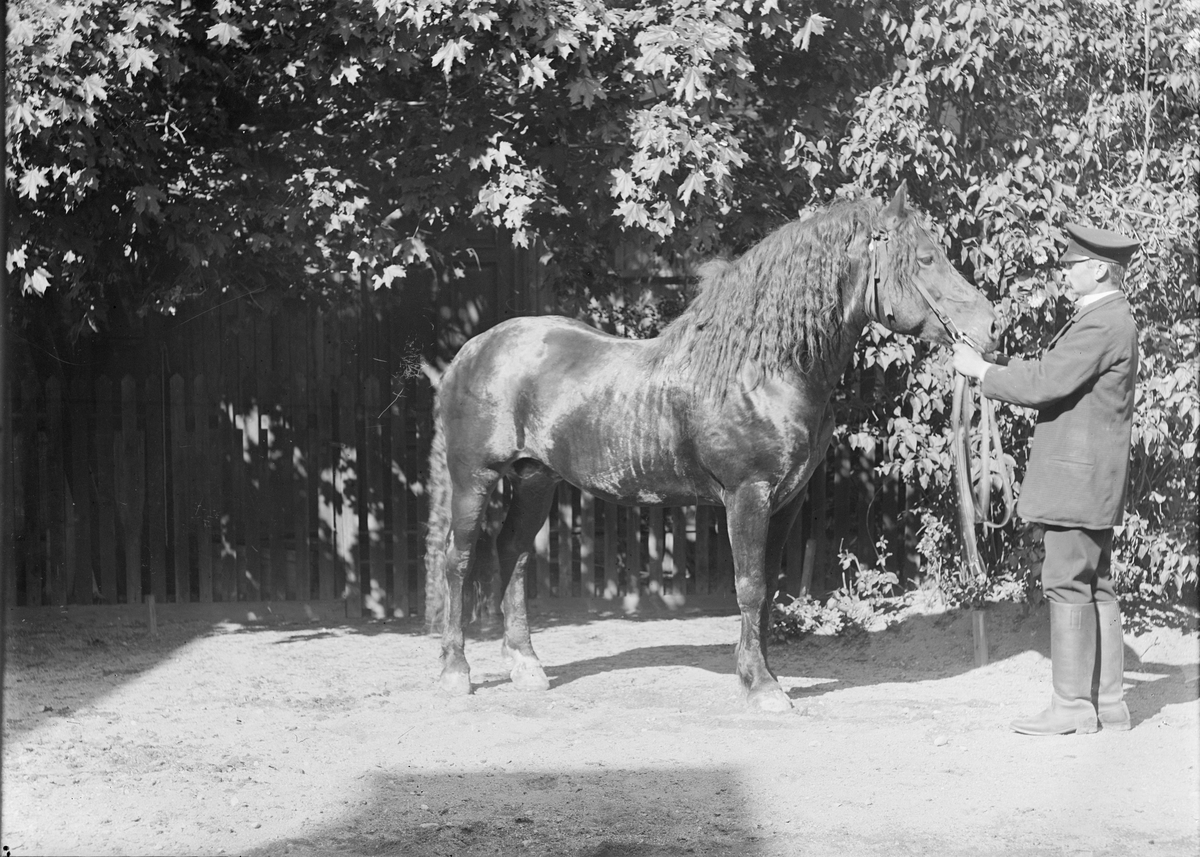 Lingqvist med häst, Uppsala 1902