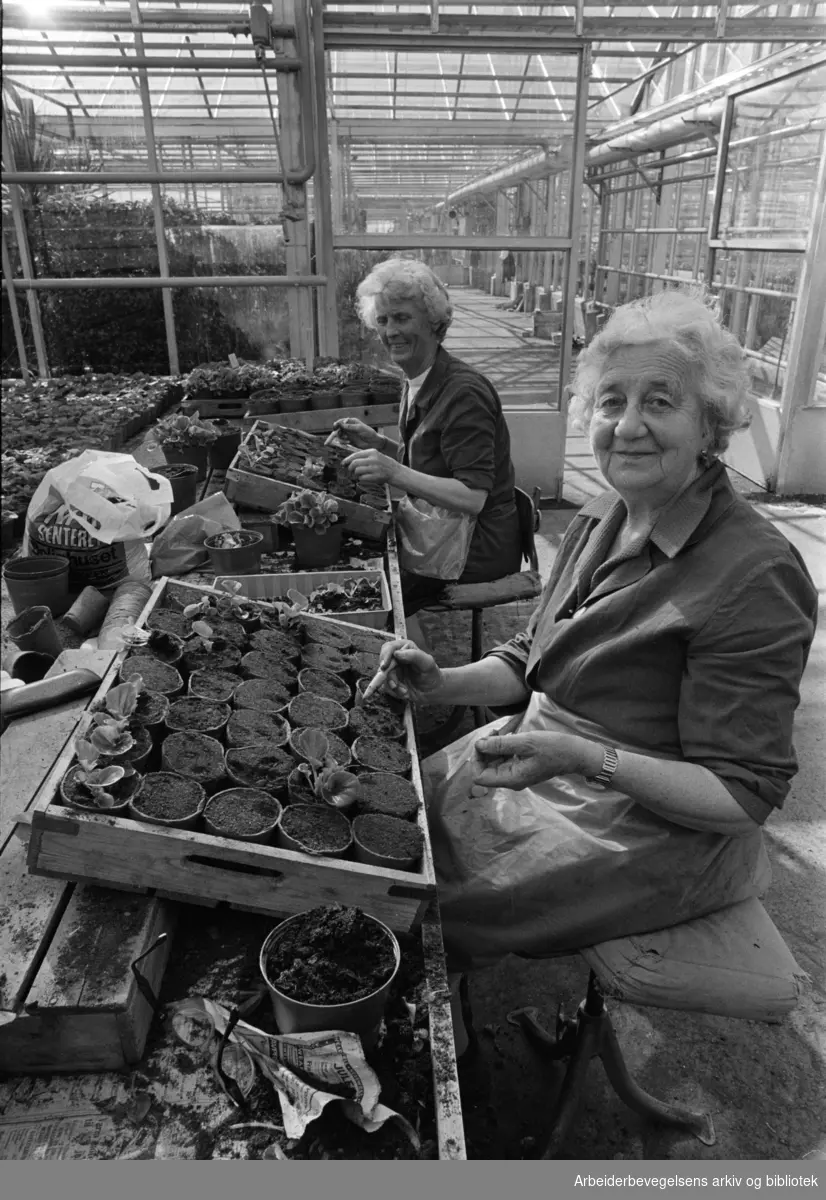 Nordre Hovin gård. Anna Solheim og Ella Engh med utplanting av isbegonia i potter. April 1976