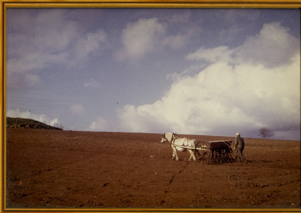 Tor Rolv Time (4.5.1903 - 5.1.1978) sår korn med såmaskin og hesten "Runa" som trekkkraft. Me ser mot nordvest. I venstre side ser ein gravhaugen ved "Moldhaug". Runa var ei viktig avlshoppe for Tor Rolv(stambok nr 12516). Ho fekk heile 18 føl.