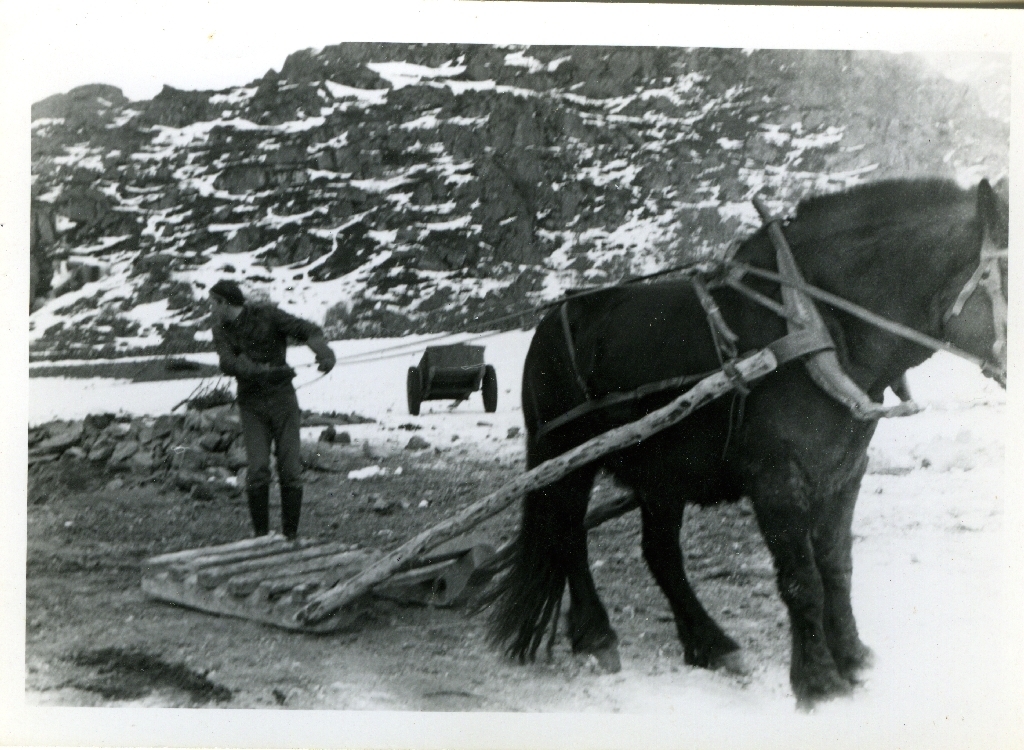 Bernard Høyland og hesten "Loma" kjøyrer med steinslede.