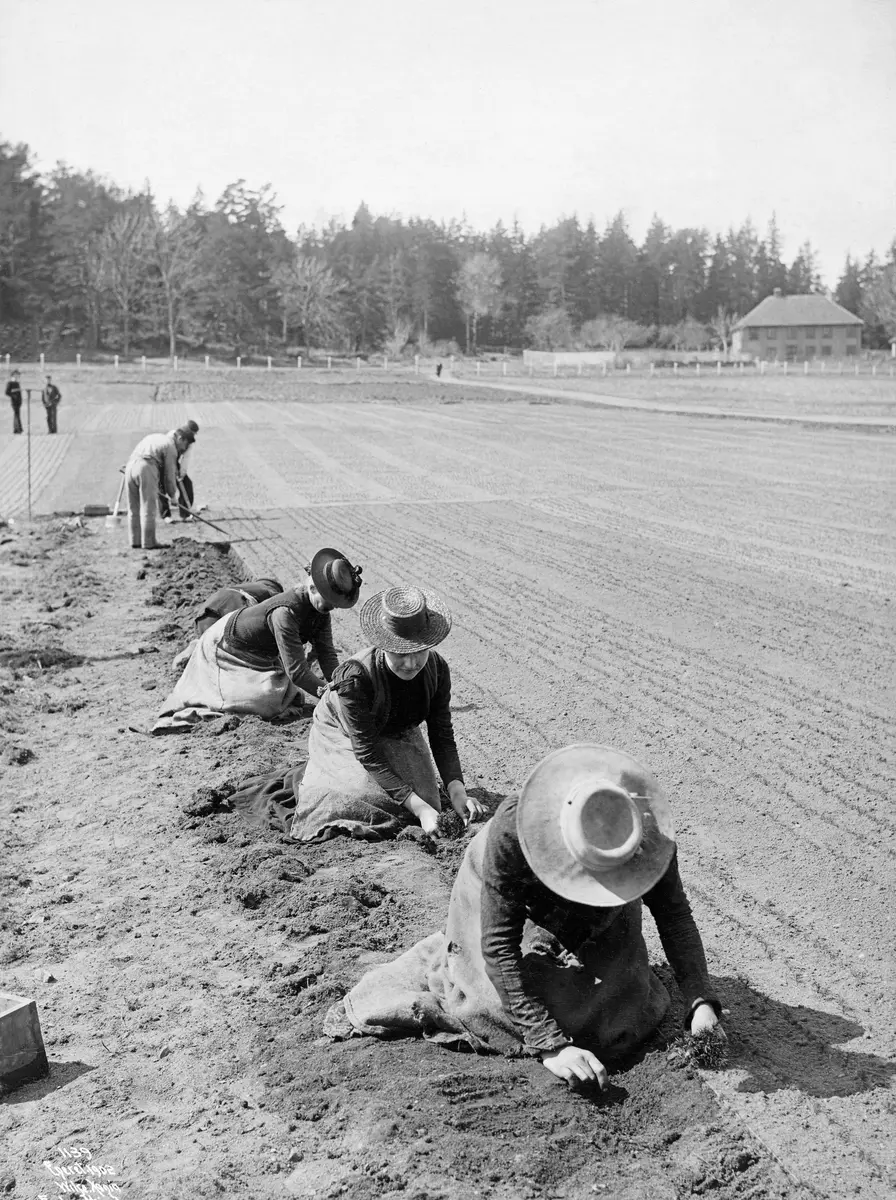 "Omplantning, Horten Plantesk."