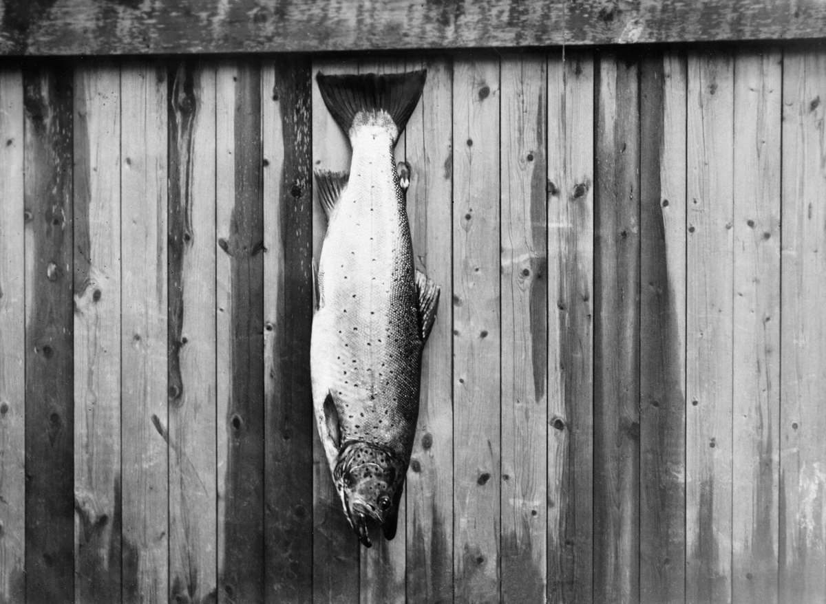 rret-salmo-trutta-fotografert-oppspikret-p-en-plankevegg-med-sporen