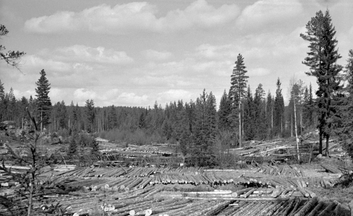 Fra velteplassen Sukkerhølet ved Tannåa i Nord-Odal i Hedmark.  Fotografiet er tatt våren 1954.  I forgrunnen ser vi ei slette ved en sving i åa, der det var reist en skådam av skråstilte tømmerstokker (jfr. SJF.1990-02466).  I forgrunnen ser vi såkalte flakvelter – fløtingstømmer som var lagt i enkle floer (lag), vinkelrett på underliggende strøstokker.  På denne måten ble tømmeret lett tilgjengelig for tømmermålerne, som skulle måle og merke tømmeret før det ble slått ut i åa, og det fikk også god lufting og tørk, noe som reduserte faren for at det skulle bli til søkketømmer i løpet av forestående fløtingssesong.  Tannåa er et av tilløpene til Juråa som har sitt utløp i Storsjøen ved Mo.  Tannåa kommer fra Tannsjøene, på kjølen mellom Solør og Odalen.  Elva renner i vestlig, seinere sørvestlig retning i til sammen 13 kilometer før den faller inn i Juråa ved Tannes.  De sju nederste kilometerne av Tannåa var fløtbare ved hjelp av vann fra Tannsjødammen, Gåsvassdammen, Demningsbrudammen og Sæterdammen.  Gåsvatnet, der dette fotografiet ble tatt, var også ett av merkestedene i vassdraget.