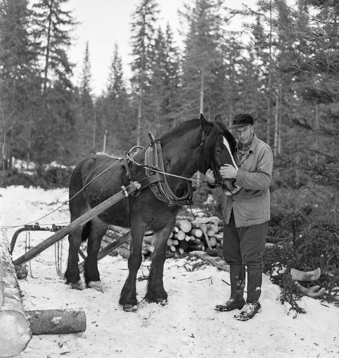 Tømmerkjøreren Jørgen Larsen (1919-1988) fra Hernes i Elverum.  Fotografiet er tatt vinteren 1971, da Larsen hadde kjøreoppdrag i Stavåsen.  Her sto kjørekaren ved hodelaget på hesten og kjælte litt med den, før de skulle videre etter neste vending.  Larsen var arbeidskledd, slik det høvde seg for en kjører på seinvinteren, med mørk vadmelsbukse, lys vindjakke, skjoldlue på hodet og langskaftete gummistøvler på beina.  Han hadde ikke votter på seg, men det ligger et par arbeidshansker som han antakelig brukte under lessing i baret bak ham.  Hesten hadde arbeidssele.  Det var seletøyet som gjorde det mulig å trekke, bremse og rygge med hesten.  Denne hesten har bogtresele med ei stoppet ringpute, som er tredd over hodet på dyret slik at den ligger an mot nakken og bringen på trekkdyret.  Derfra går det kraftige drotter (draglær) til orringen, som er plassert i krysningspunktet mellom bukgjorden, bærereimene fra høvret og bakselen.  Bakselen, som ble ført horisontalt fra orringene bakover sidene og rundt øvre del av lårene, var nødvendig for at hesten skulle kunne «holde igjen» i utforbakker.  Hesten ble styrt ved hjelp av tømmer, som er forankret i et munnbitt.  Tømmene ble ført gjennom ringene på høvret, og de var så lange at kjørekaren kunne betjene dem fra en posisjon bak bøyledraget.  Bøyledraget besto av dragarmer av tre med ei omvendt U-formet jernbøyle som «bank» (forbindelsesledd) mellom de bakre delene av trekkstengene.  Disse er beslått på undersida, slik at de fungerte som meier.  Jernbøyla var utstyrt med jernlenker (snarelenker) som stokkendene ble stroppet i, slik at det bare var bakendene som ble slept på bakken.  Bøyledraget ble vanlig i norsk skogbruk i åra etter 2. verdenskrig, fortrinnsvis til lunning (tømmertransport over korte avstander i skogen).