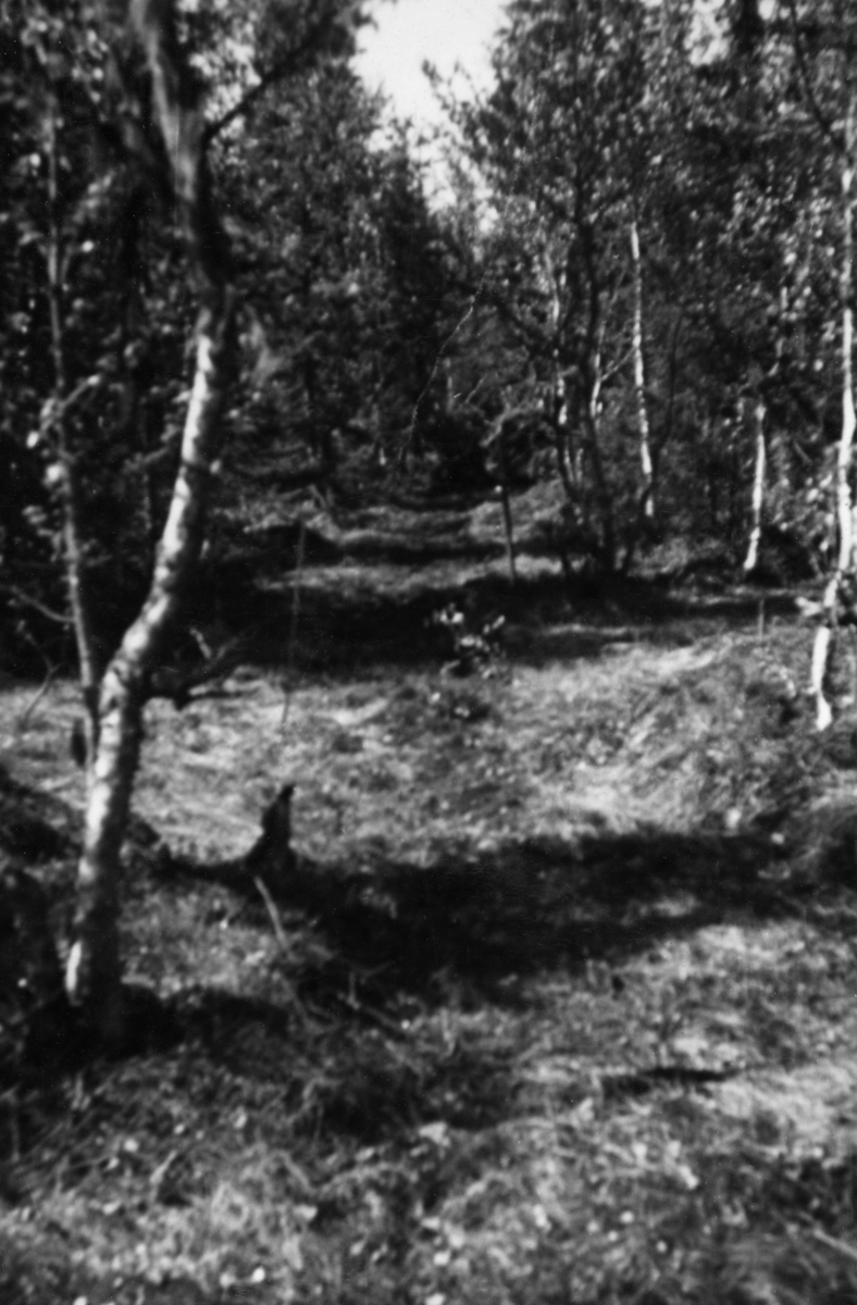 Fra grøftesprengingsforsøk på skogeiendommen Mustad i Vardal i mai-juni 1948.  Dette fotografiet er det første i en serie på tre bilder som viser ulike faser i arbeidet med grøfta.  Vi ser et myrlendt areal hvor det er ryddet en rettlinjet trasé i bjørke- og granskogen.  Muligens hadde arbeidslaget allerede plassert sprenglegemer i denne traséen da bildet ble tatt.  Grøftesprenging var en amerikansk metode som hadde vært prøvd i Norge i 1920-åra uten praktisk suksess.  Før krigen hadde nemlig sprengstoffet vært for kostbart til at denne metoden kunne konkurrere med manuelt arbeid.  Etter krigen ble det lansert en ny type grøftedynamitt i form av patroner som skulle stikkes 20-25 centimeter ned i myra med en innbyrdes avstand på 30-40 centimeter langsetter grøftetraseens midtlinje.  En av patronene ble antent ved hjelp av ei meterlang lunte.  Deretter løp mannskapene unna.  Omtrent et minutt seinere smalt det.  Detoneringa av den første patronen utløste de øvrige, og en vegg av torv, busker og røtter stod til værs - og falt deretter ned på bakken igjen.  Noe falt naturligvis ned i grøftetraseen, men det tok likevel ikke mannskapene mange minuttene å renske grøfta med greip.  Dynamittpatronene var kostbare, de representerte 70-80 prosent av omkostningene, så prisen per meter ferdig grøft ble omtrent den samme ved sprenging som ved manuell grøftegraving.  Med traktorgravernes inntreden utover i 1950- og 60-åra ble metoden stadig mindre aktuell.