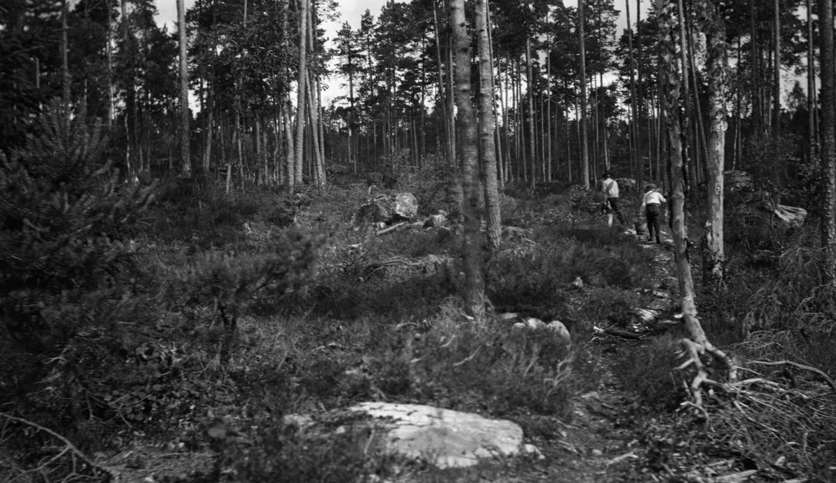 Fra furubestand i Åmli i Aust-Agder.  Fotografiet er tatt i 1918.  Vi ser en mann og en ung gutt bære bøtter på en sti innover i det forholdsvis glisne bestandet. 