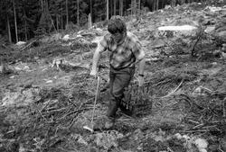 «Planting pluggplanter. Eidsvoll p.g.skog, Hurdal, juni 1977
