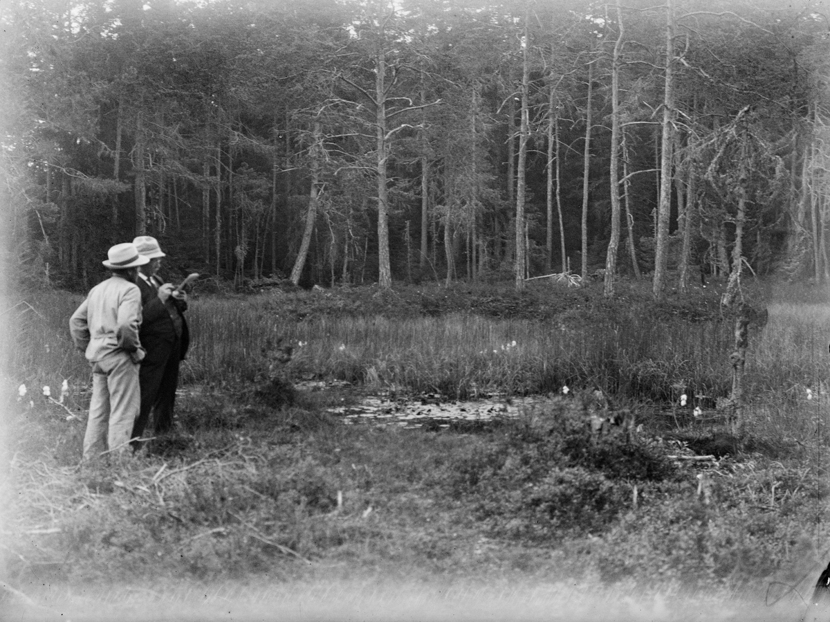 Två män på myr, Uppland 1924