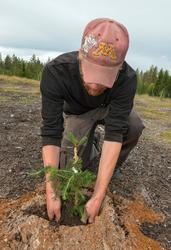 Plantearbeid i skogfrøplantasjen i Julussdalen i Elverum i H