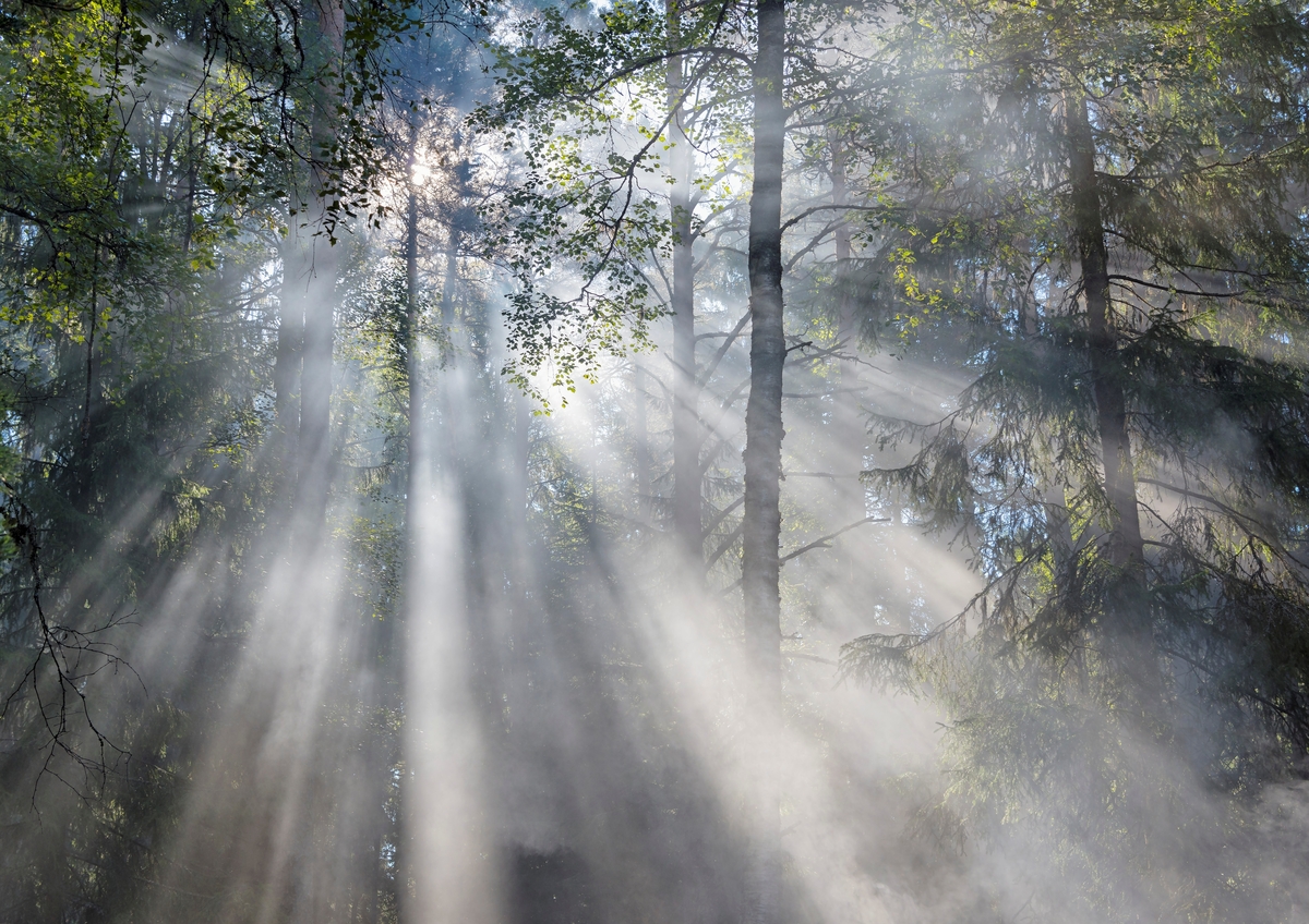 Tåke i blandingsskog av med bjørk, gran og furu som viktigste treslag.  Lyset mellom greinene treffer partikler i lufta som framstår som gråkvite stråler fra sola innover i skogen.
