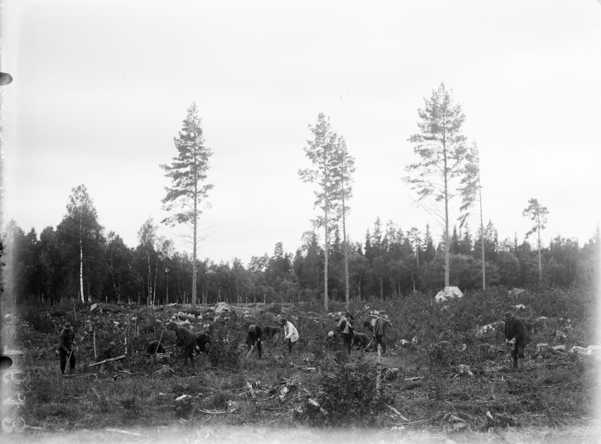 "Skogsplantering på Kattmossen"