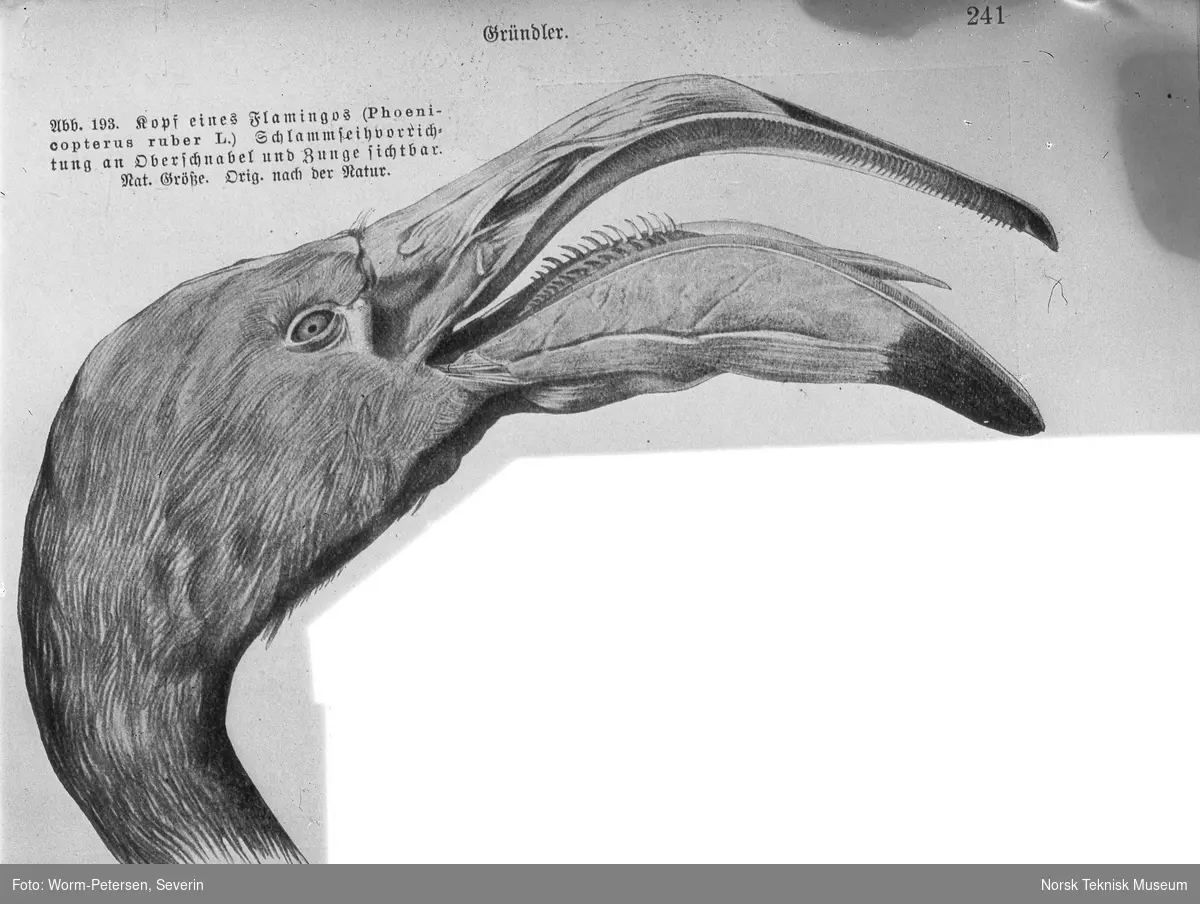 Illustrasjon av et dyr, nebbet til en flamingo