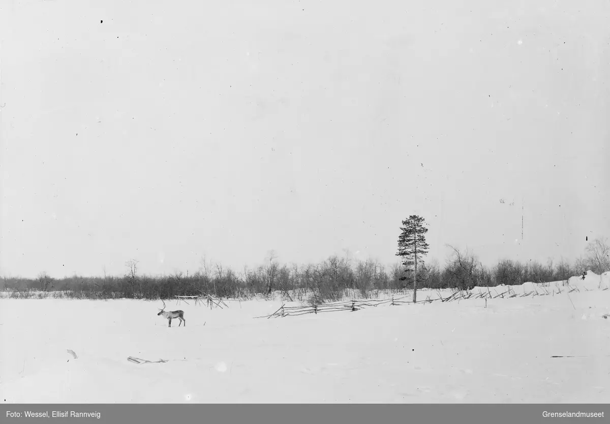 Rein ved Salmijärvi, russisk side av Pasvikelva, før 1897.