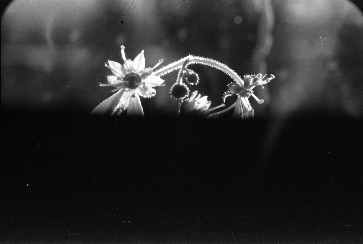 Tre bilder med diverse blomster som motiv.