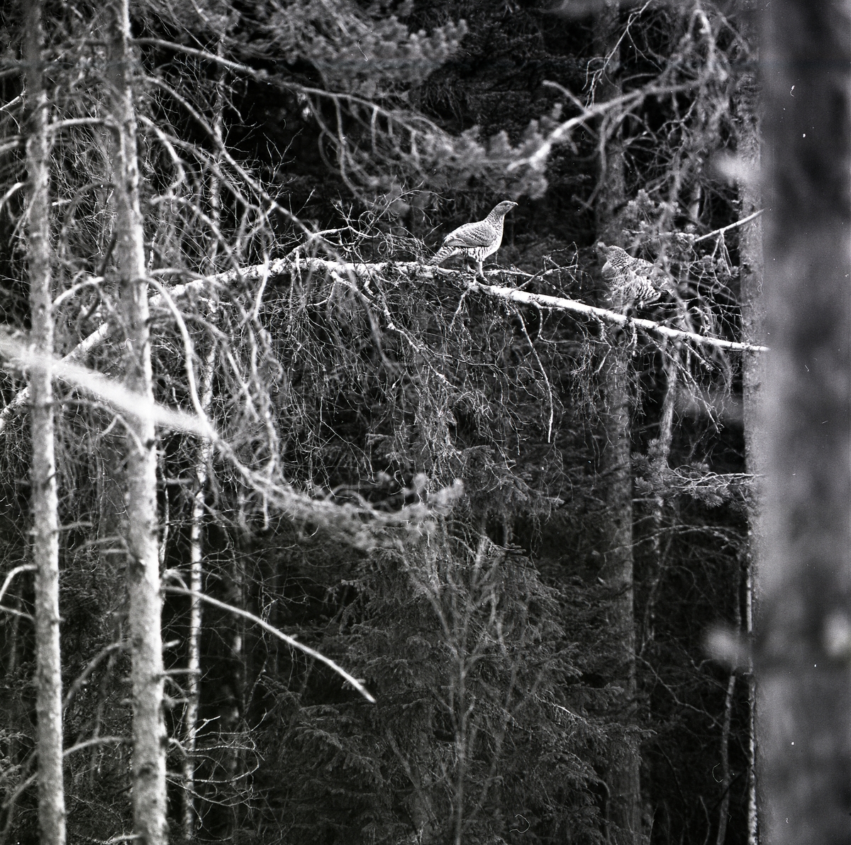 Två tjäderhönor sitter på var sin gren i skogen vid Häggtjärn i april 1976.