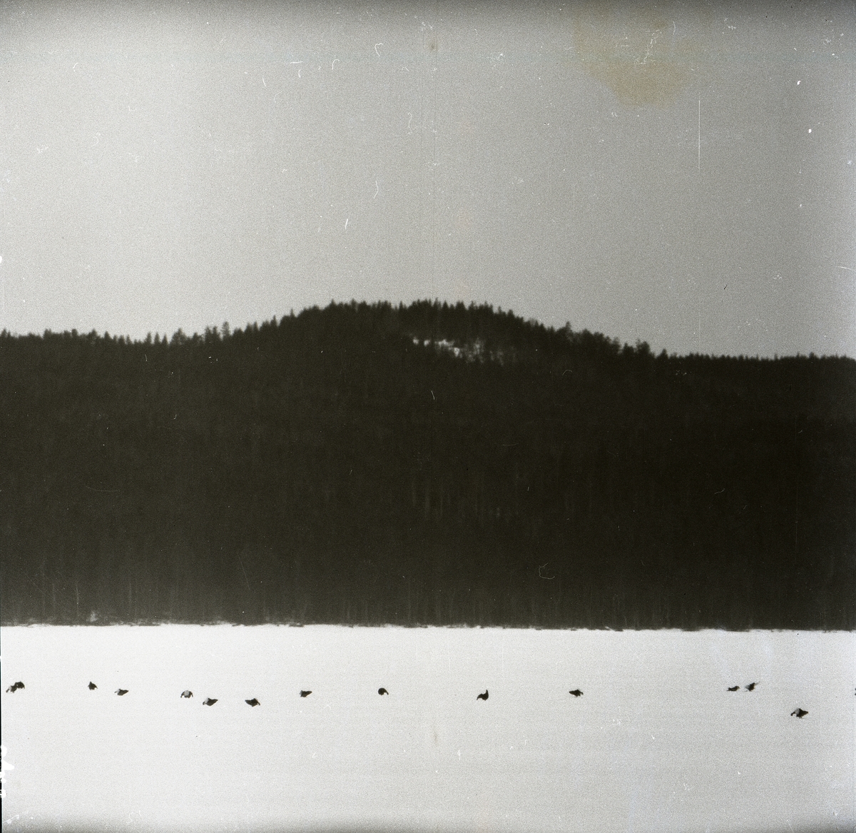 En flock fåglar har samlats på Dalsjön den 15 april 1955.