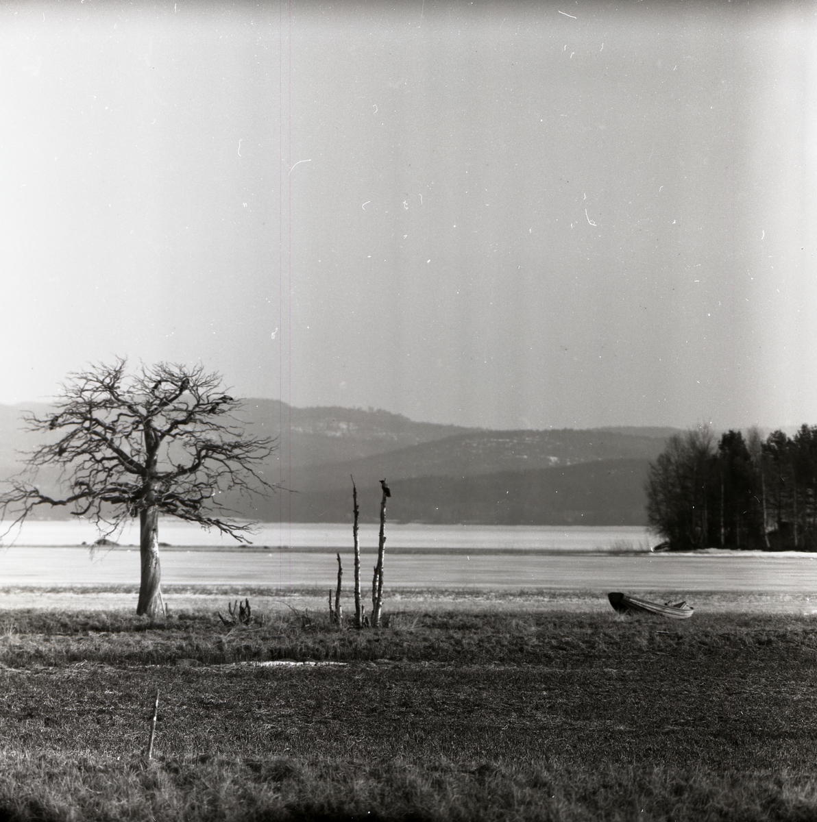 En kråka sitter på ett gammalt, torkat träd vid sjön Dellen i april 1957.