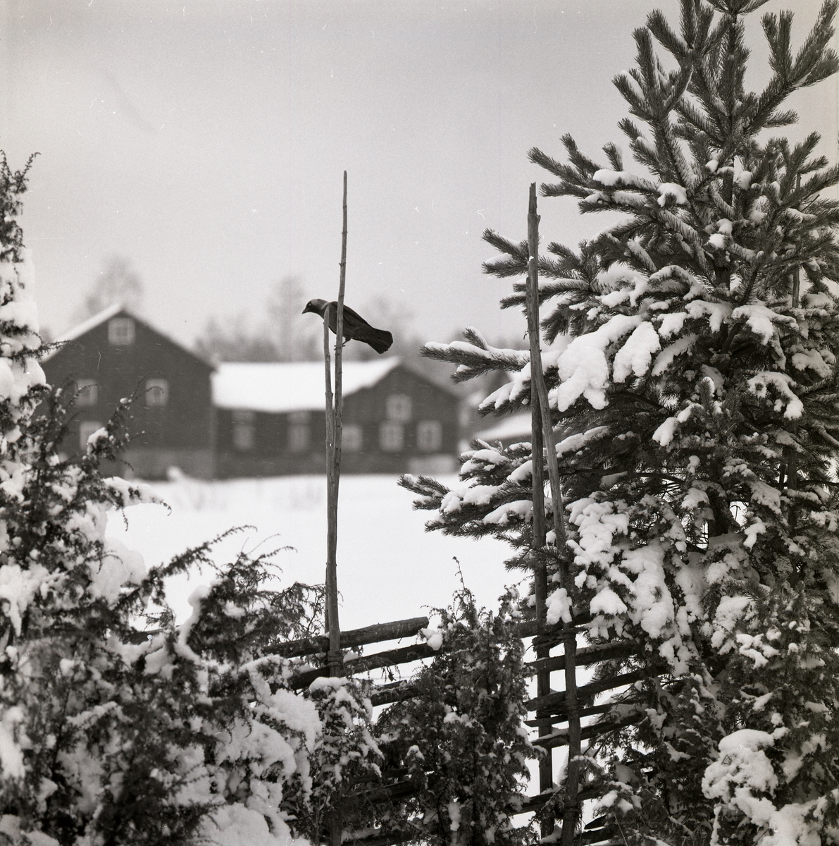 En nötskrika sitter på en hagstör och spanar, vintern 1972.