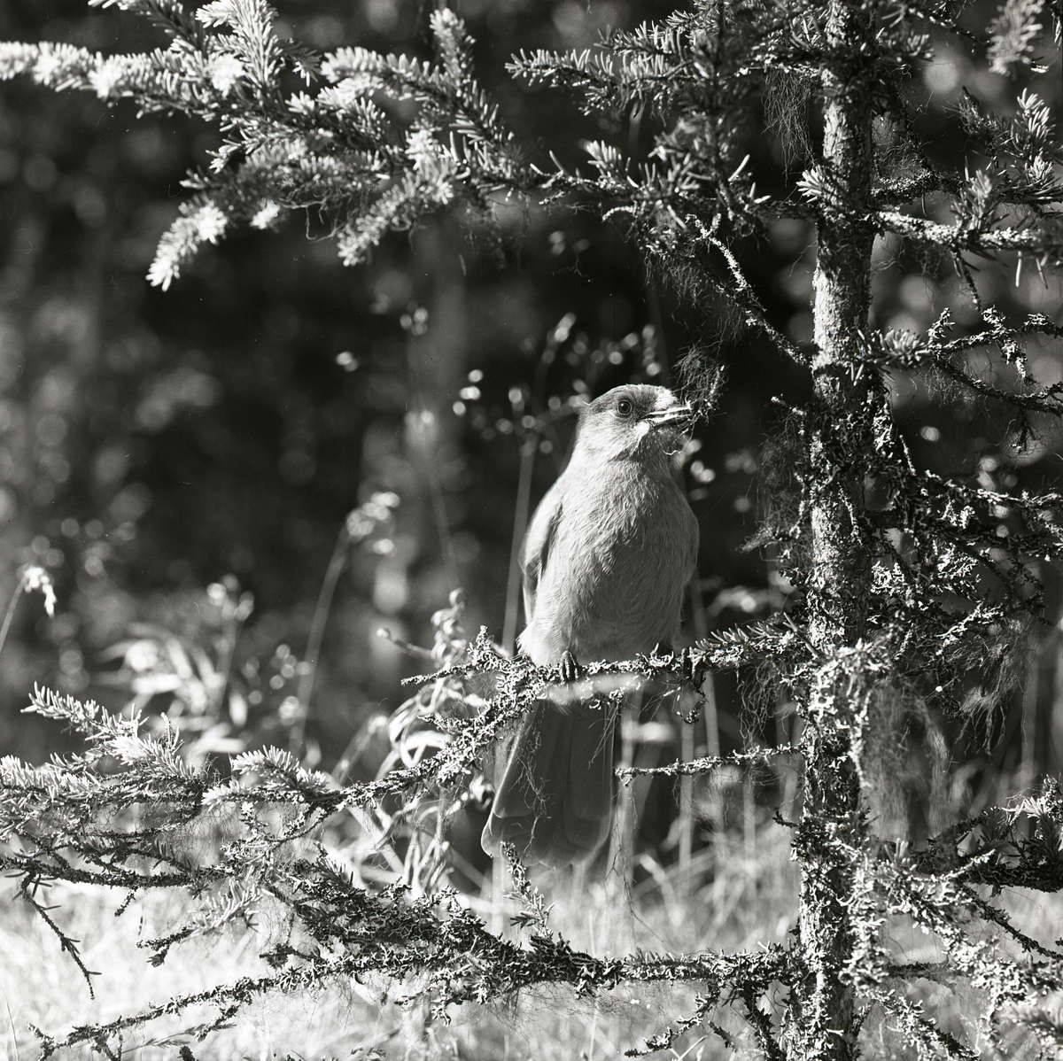 En lavskrika med lav i näbben, sitter på en gren i Vemdalen, hösten 1962.