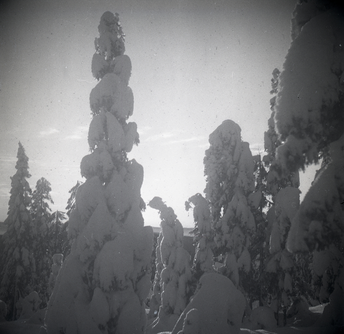Snötyngda granar och blek vintersol på Skogberget i januari 1948.