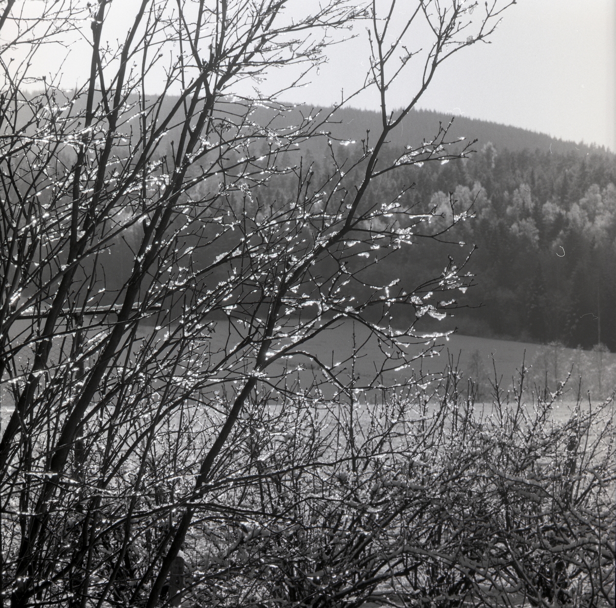 Snö på grenarna på en syrénbuske. Vy mot Skogberget i februari 1964.