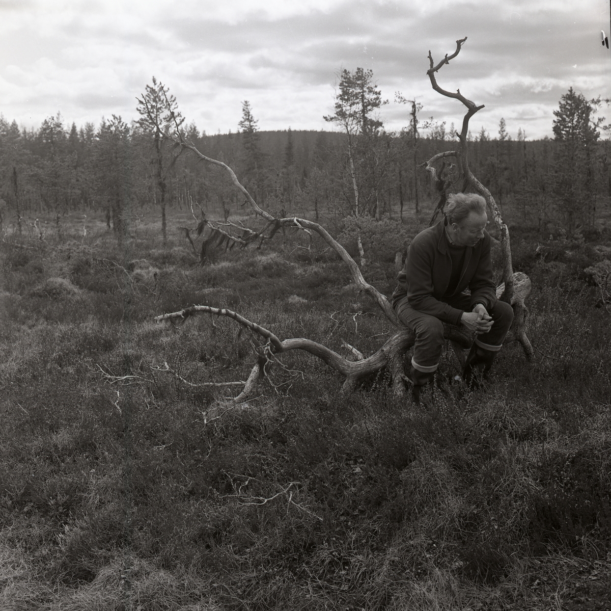 En man med gummistövlar sitter på en torrake. Myr med gles skog.