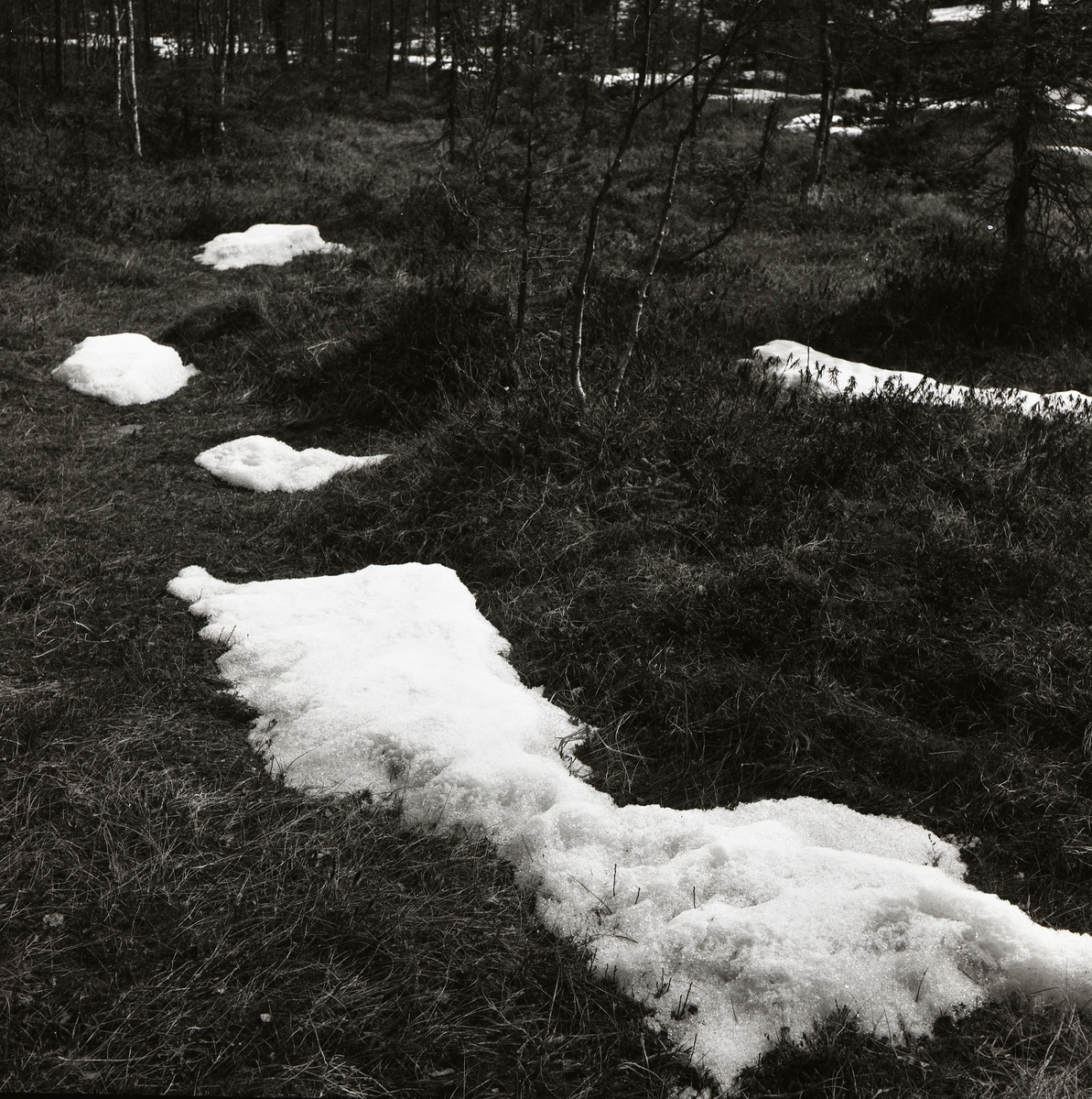 Utspridda snöfläckar på Svarttjärnsmyren den 25 april 1954.
