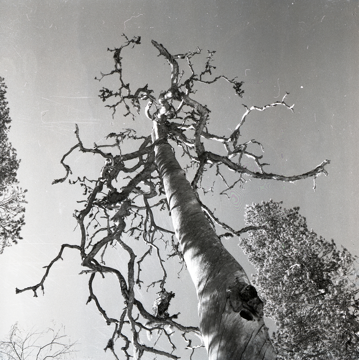 Ett dött träd utan bark, så kallad torrake, vid Mogränsberget i maj 1961.
