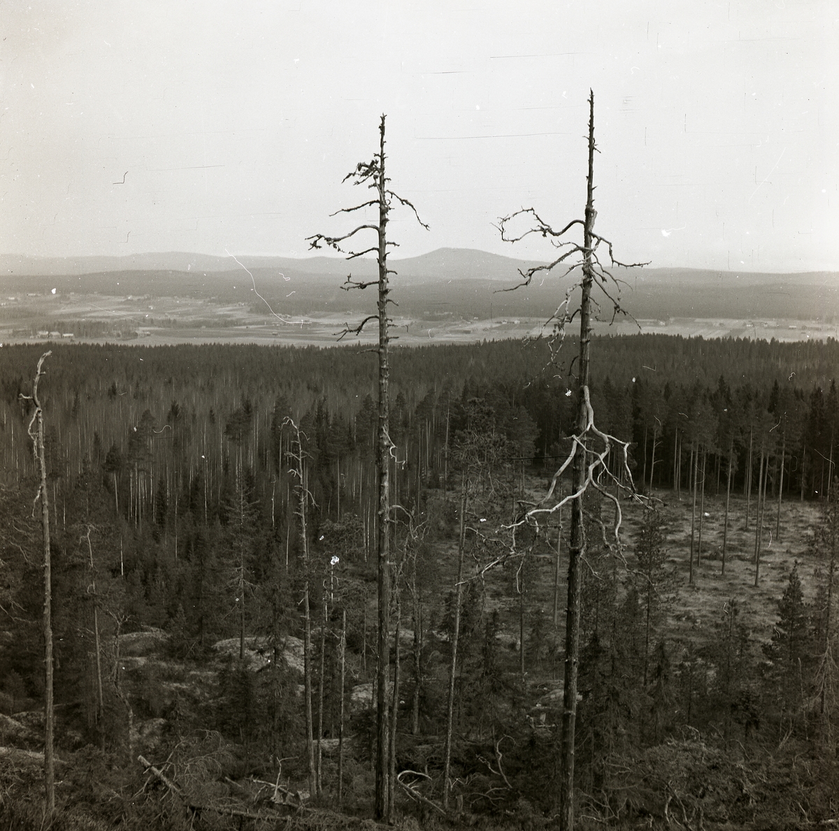 Två döda och barklösa träd, så kallade torrakar, på Skogsberget den 14 april 1952.