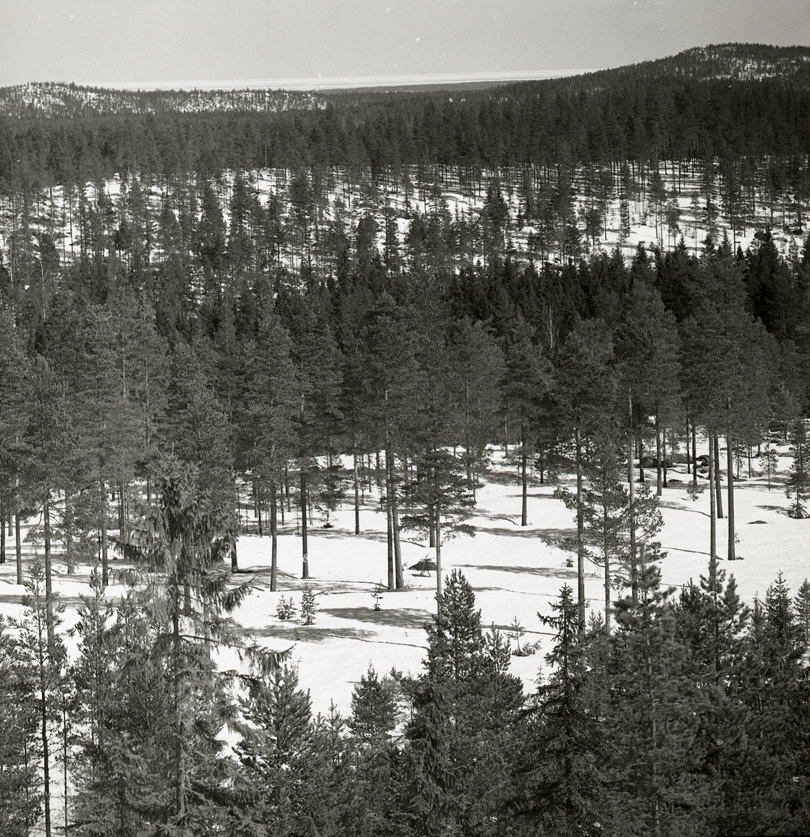 Utsikt över skog och berg, april 1951.