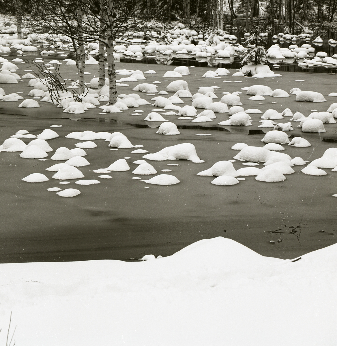 Snötäckta tuvor i en vattensamling vid Ulva, 2-3 maj 1981.