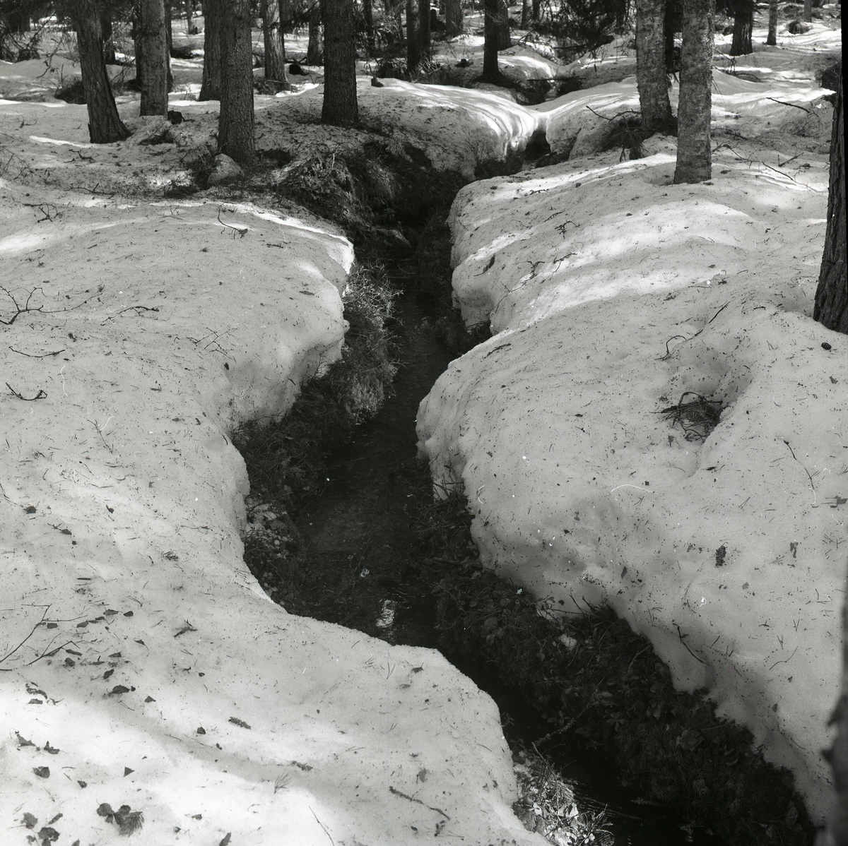 Ett vattendrag stäcker sig genom skogen vid Stråsjön den 19 april 1978.