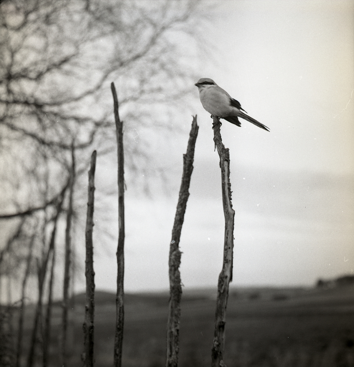 En varfågel sitter på en hagstör under hösten 1968.