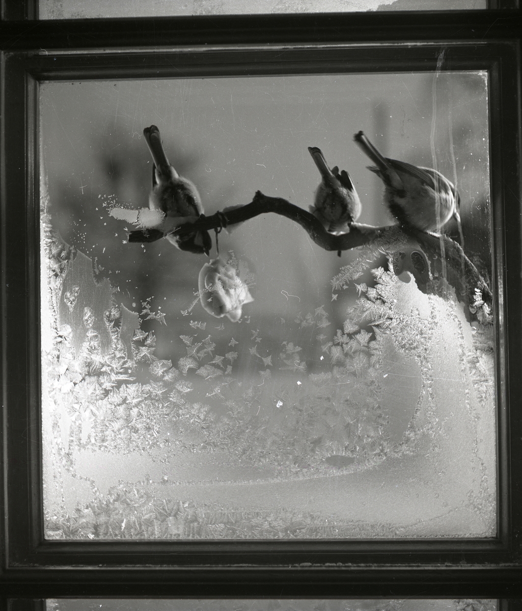Några talgoxar sitter på en gren utanför en fönsterruta delvis täckt med rimfrost, 1950.