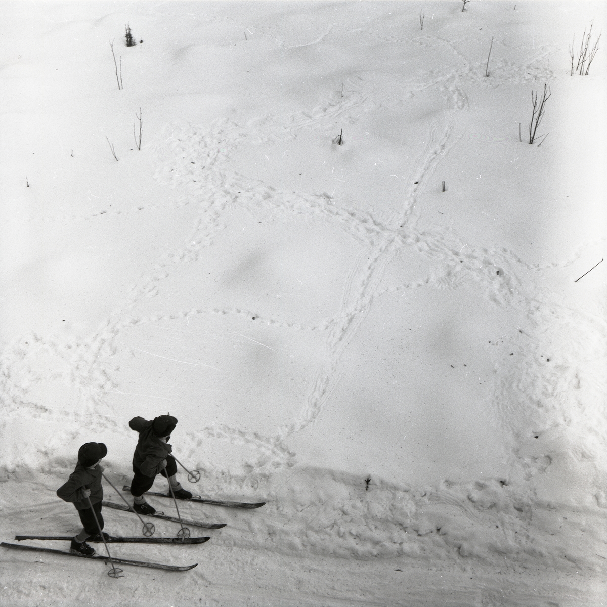 Två skidåkare tittar på orrspår i snön vid Degeln, 10 april 1955.