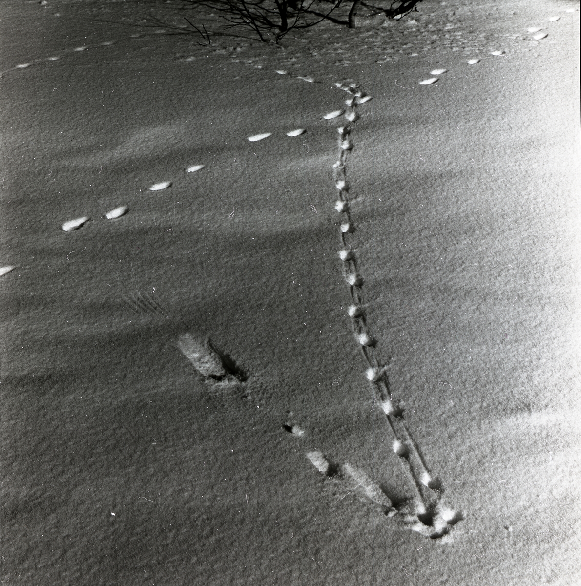 Spår från ripa i snön vid Storlien, mars 1960.