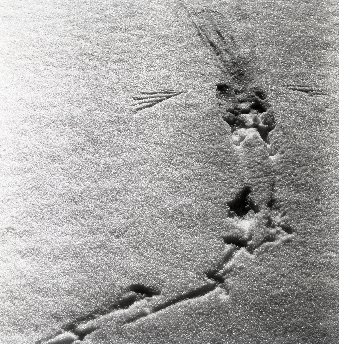 Snöspår från en orre som flugit upp från marken, 30 mars 1958.