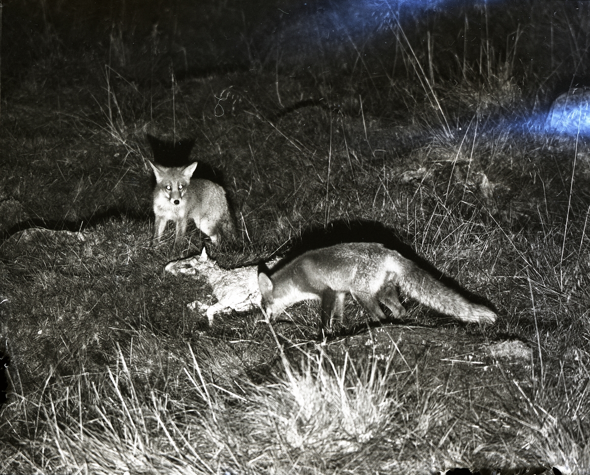 Två rävar intill ett fårkadaver i Broddens hage, 22-23 augusti 1956.