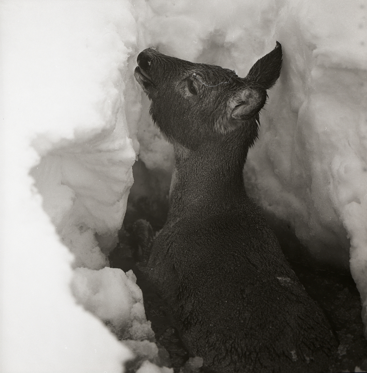 Ett rådjur har fastnat i djup snö, 1966.